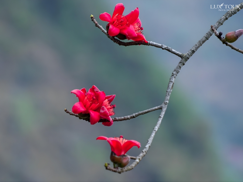 mua-hoa-gao-ha-giang-5.jpg (203 KB)