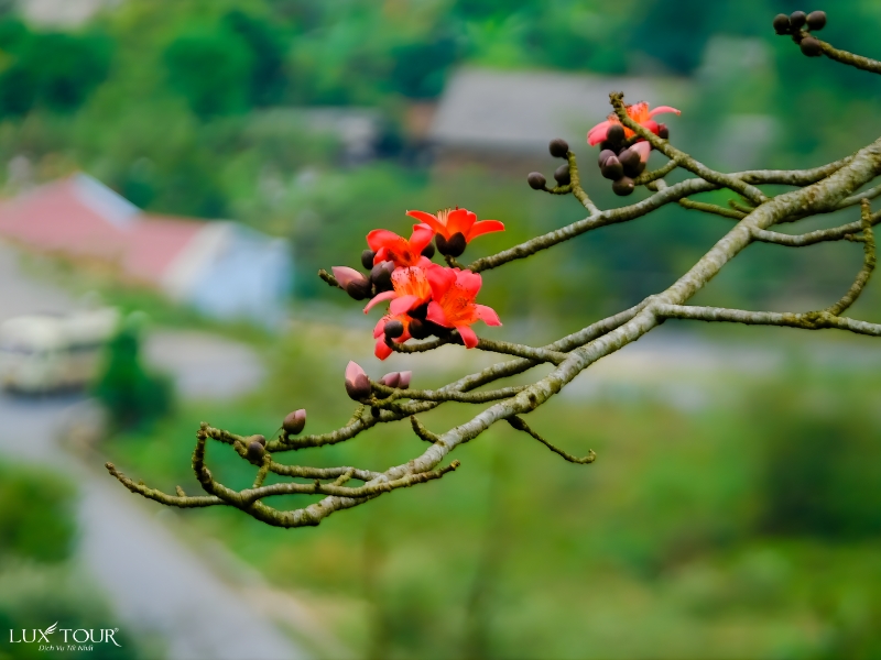 mua-hoa-gao-ha-giang-7.jpg (265 KB)