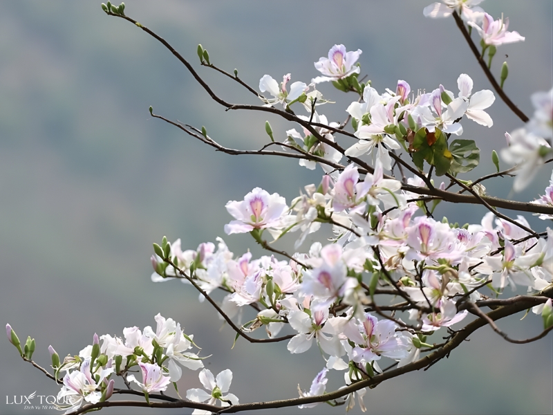 mua-hoa-o-ha-giang-3.jpg (331 KB)