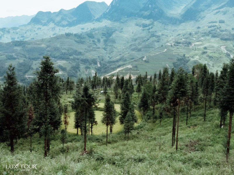 rung-thong-yen-minh-ha-giang-2.jpg (158 KB)