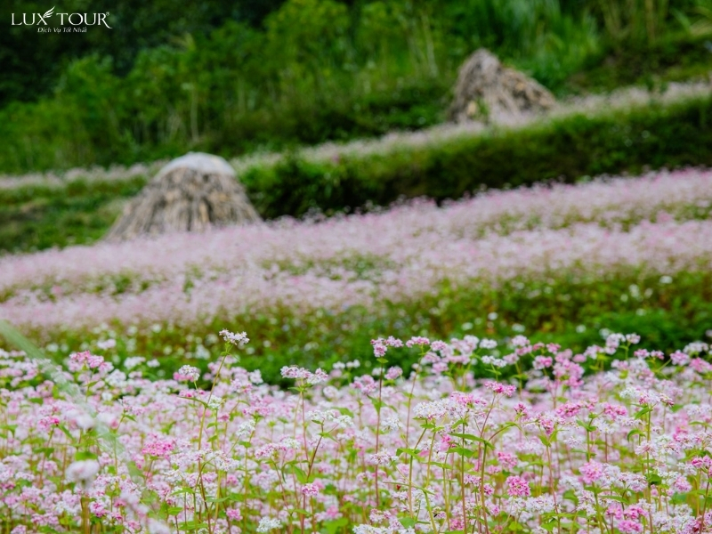 thung-lung-sung-la-5.jpg (558 KB)