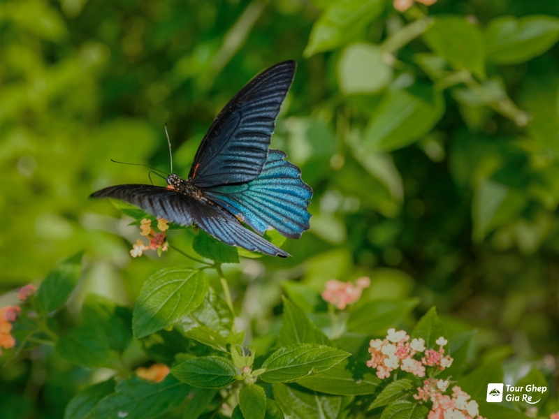 du-lich-mai-chau-tu-tuc-6.jpg (310 KB)