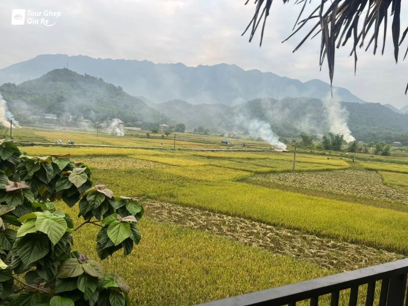 mai-chau-mua-lua-chin-12.jpg (105 KB)