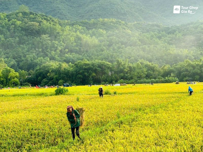 mai-chau-mua-lua-chin-5.jpg (131 KB)