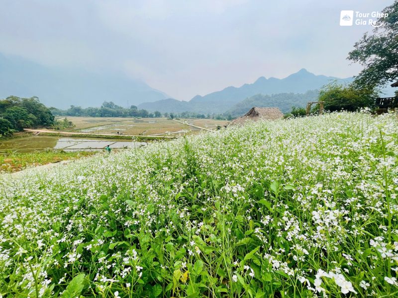 mai-chau-thang-11-8.jpg (151 KB)