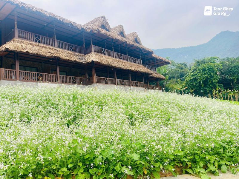 mai-chau-thang-12-hoa-cai-trang.jpg (144 KB)