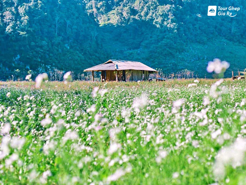 ban-o-moc-chau-1.jpg (226 KB)