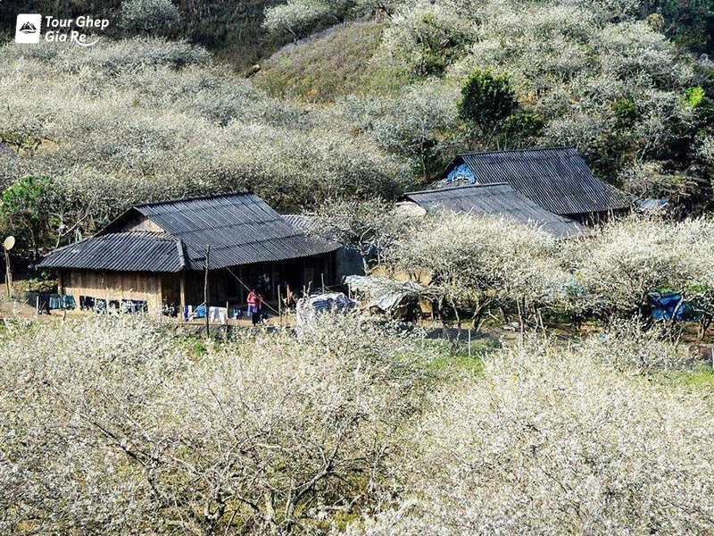 ban-o-moc-chau.jpg (336 KB)