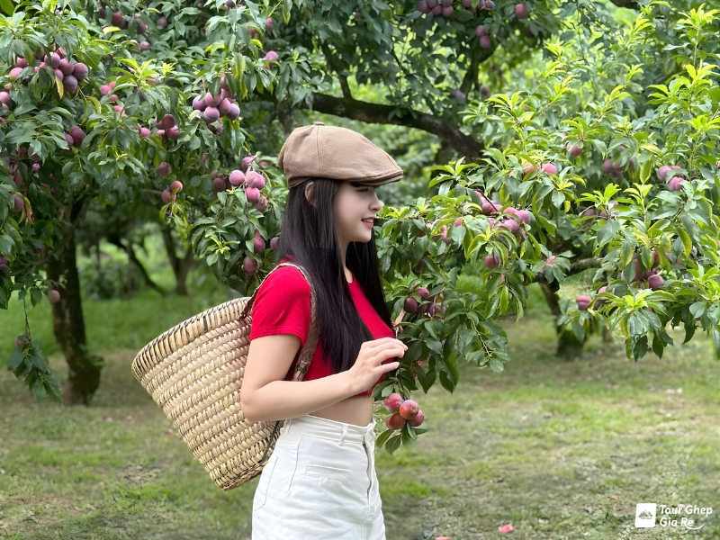 Top 15 đặc sản Mộc Châu làm quà nổi tiếng & Địa chỉ mua uy tín