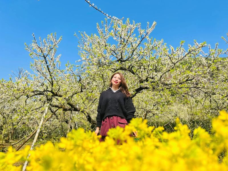 Top 10 địa điểm du lịch Mộc Châu 2026 đẹp nhất không thể bỏ lỡ