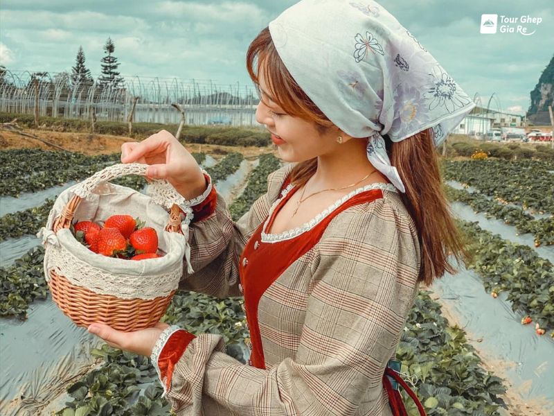 chimi-farm.jpg (125 KB)