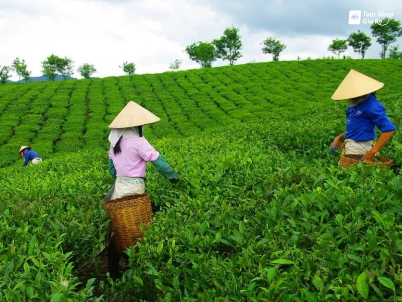 doi-che-trai-tim-moc-chau-10.jpg (117 KB)