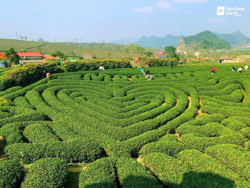 doi-che-trai-tim-moc-chau-3.jpg (170 KB)