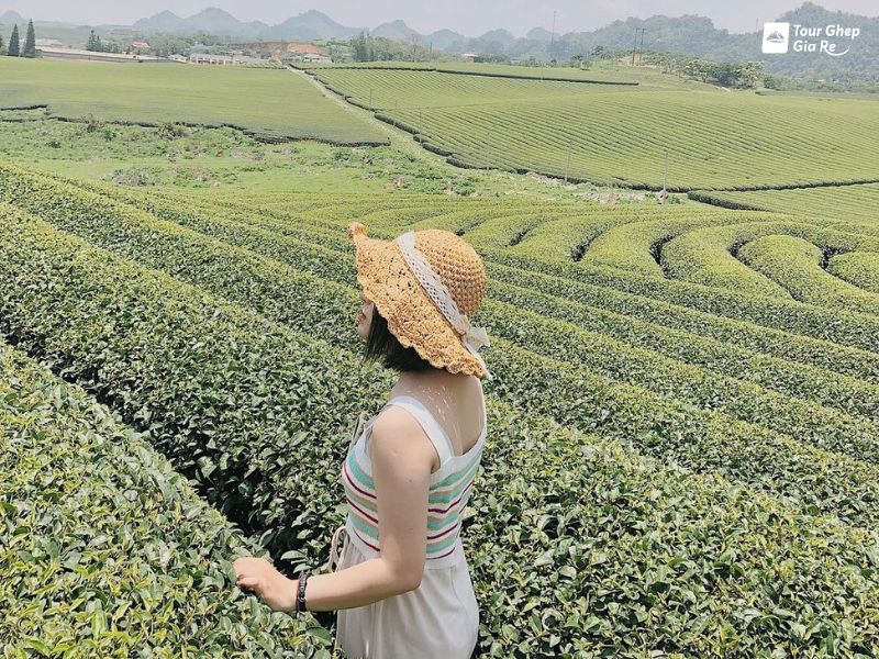 doi-che-trai-tim-moc-chau-5.jpg (191 KB)