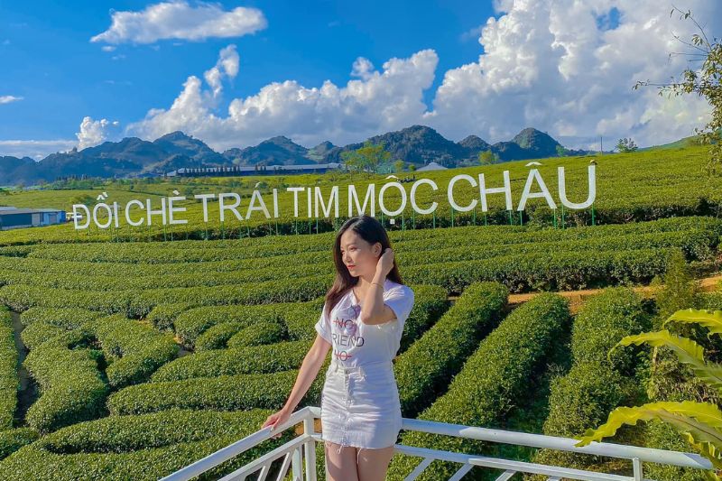 Đồi chè trái tim Mộc Châu ở đâu? Review chi tiết kinh nghiệm