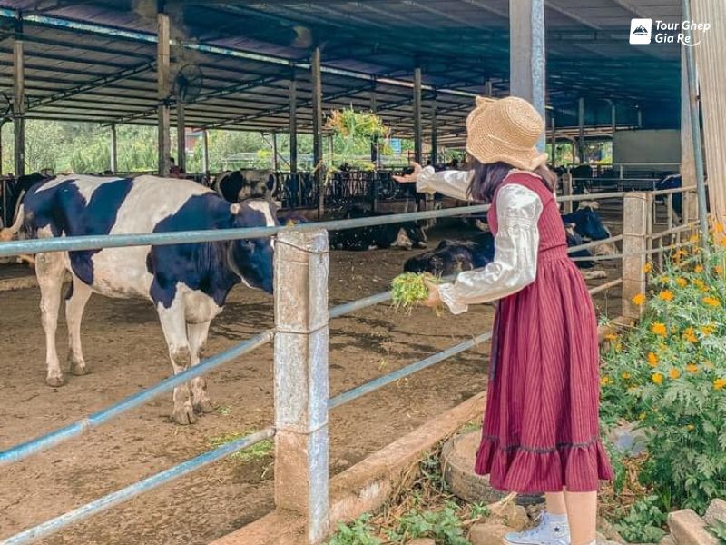 trang-tri-bo-sua-moc-chau.jpg (122 KB)