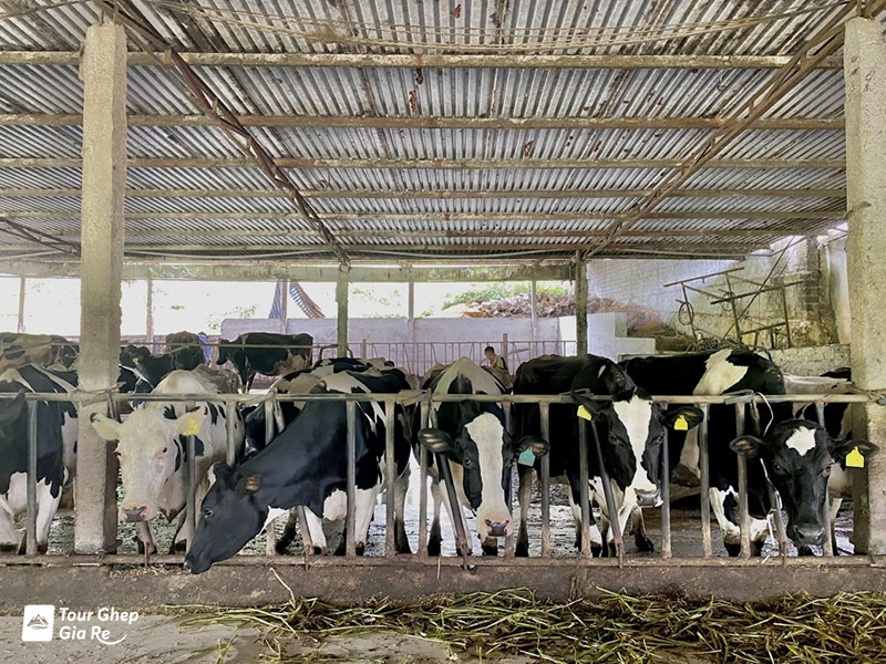 du-lich-cao-nguyen-moc-chau-6.jpg (253 KB)