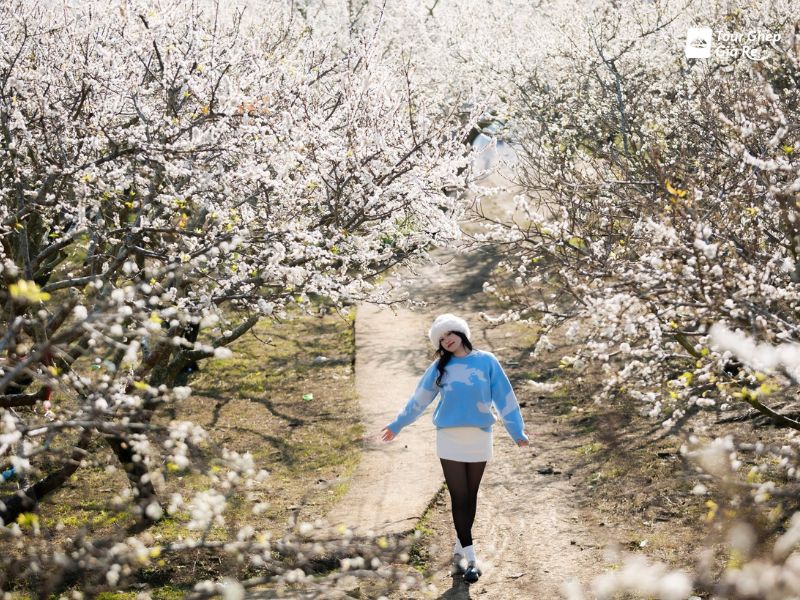 du-lich-moc-chau-mac-gi-dep-13.jpg (176 KB)