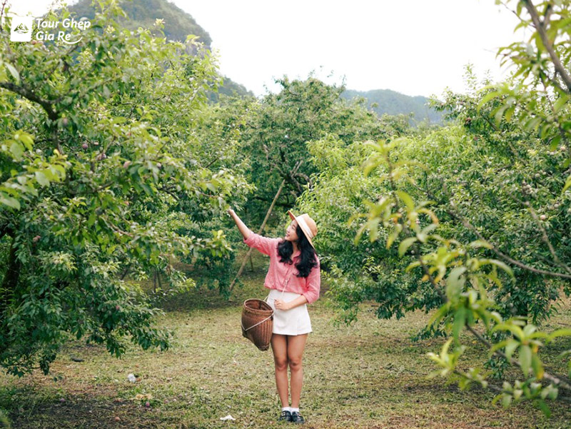 du-lich-moc-chau-mua-he-2.jpg (259 KB)