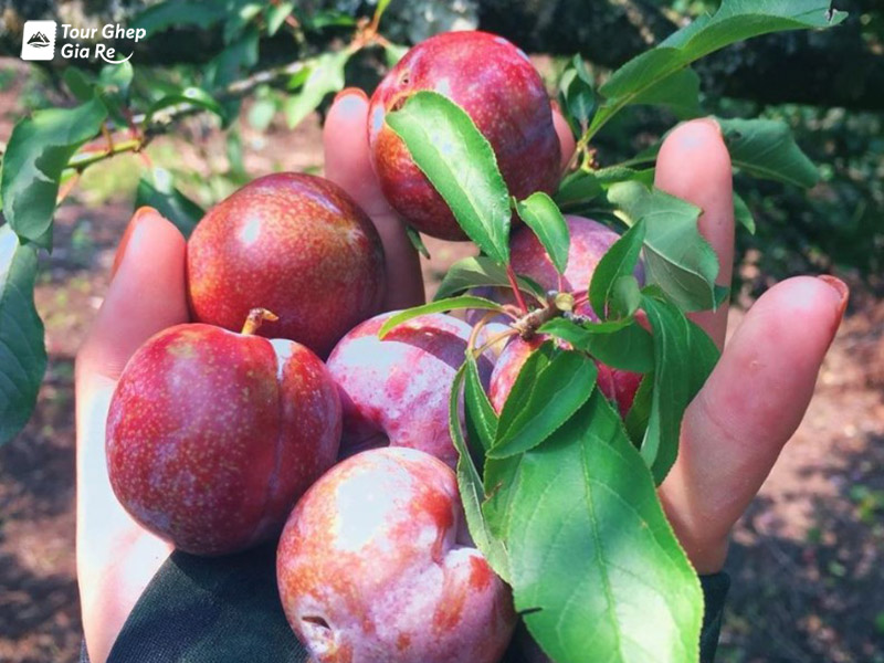 du-lich-moc-chau-mua-he-5.jpg (156 KB)