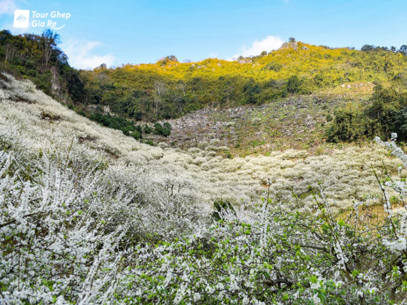 du-lich-moc-chau-mua-he-7.jpg (272 KB)