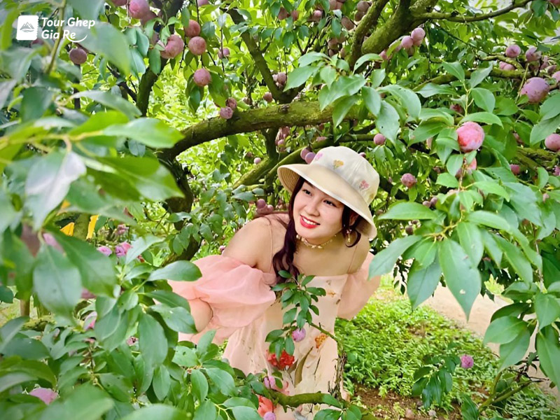 du-lich-moc-chau-mua-he.jpg (234 KB)