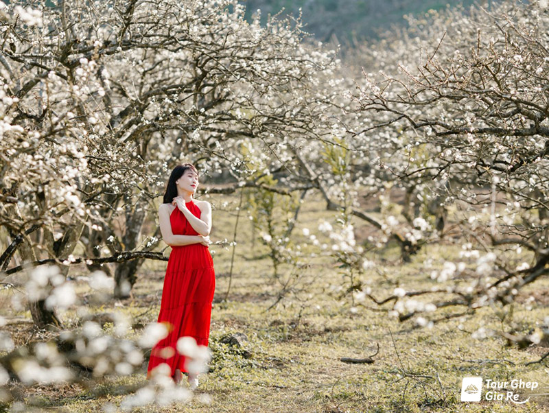 du-lich-moc-chau-mua-nao-dep.jpg (262 KB)