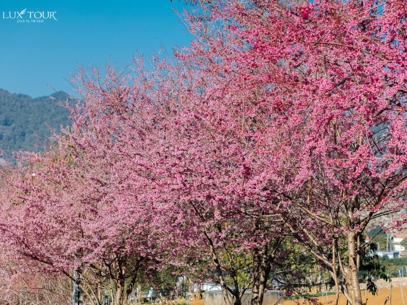 du-lich-moc-chau-thang-1-6.jpg (669 KB)