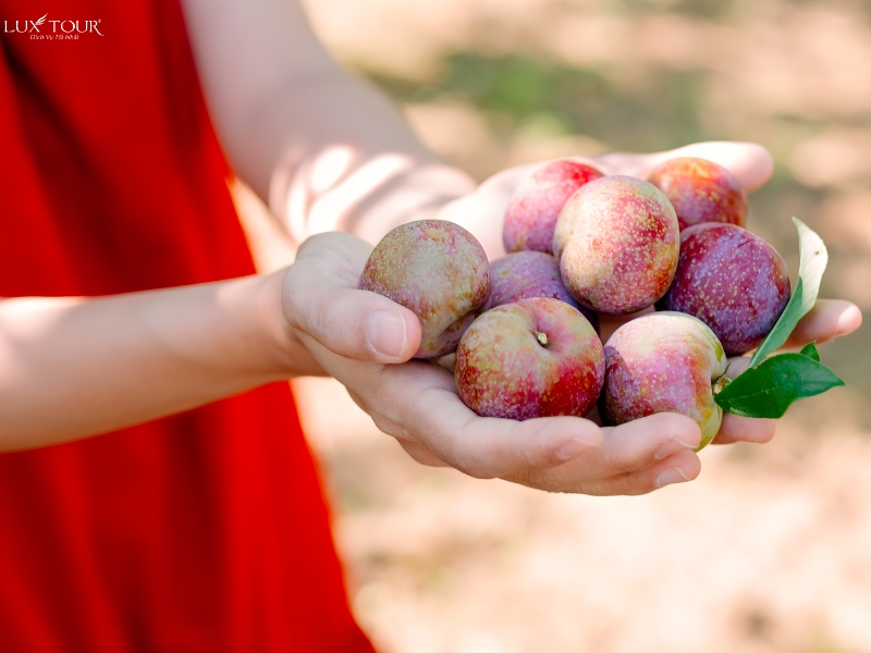 du-lich-moc-chau-thang-2-15.jpg (247 KB)