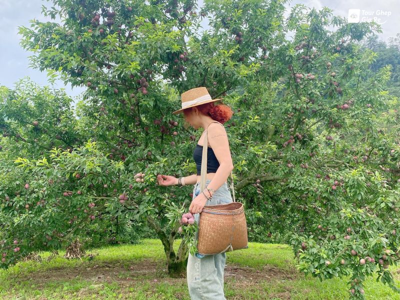 du-lich-moc-chau-thang-5-hai-man.jpg (185 KB)