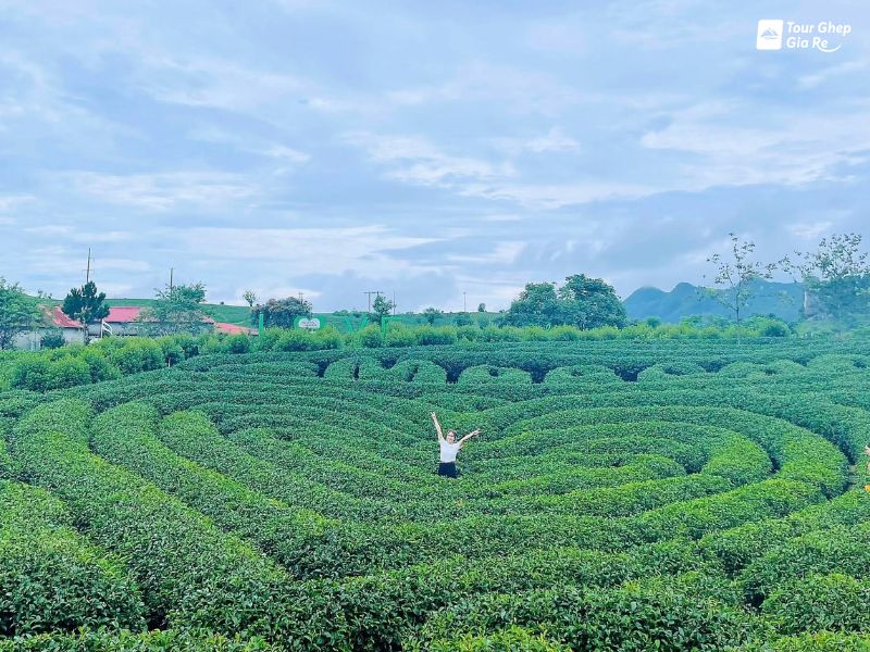 du-lich-moc-chau-thang-6-doi-che-trai-tim.jpg (139 KB)