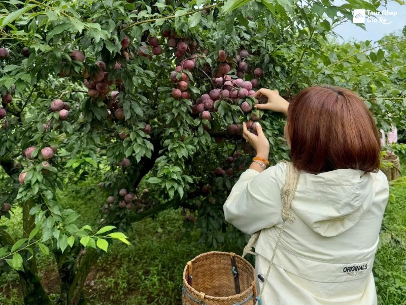 du-lich-moc-chau-thang-6-hai-man.jpg (133 KB)