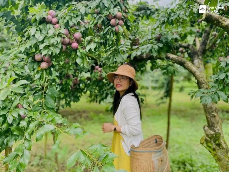du-lich-moc-chau-thang-6-thung-lung-man-mu-nau.jpg (106 KB)