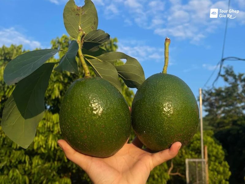 du-lich-moc-chau-thang-9-bo-moc-chau.jpg (73 KB)