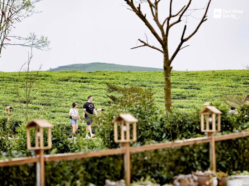 du-lich-moc-chau-thang-9-doi-che.jpg (111 KB)