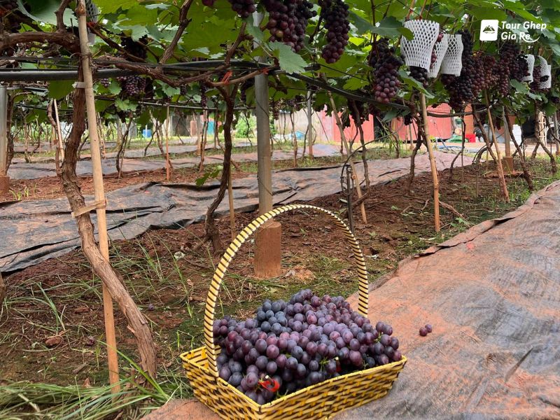 du-lich-moc-chau-thang-9-nho-ha-den.jpg (164 KB)