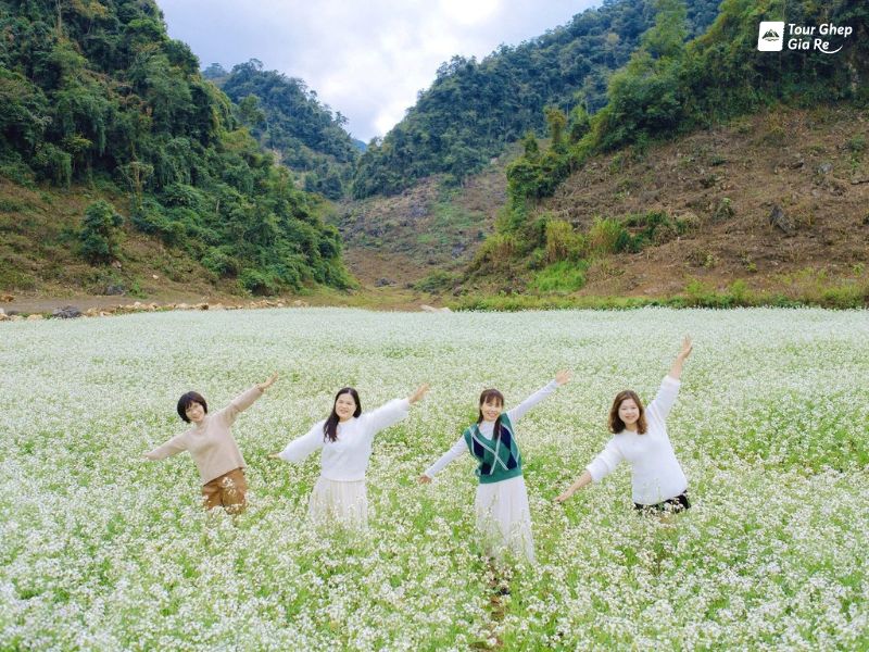 hoa-cai-trang-moc-chau-2.jpg (145 KB)