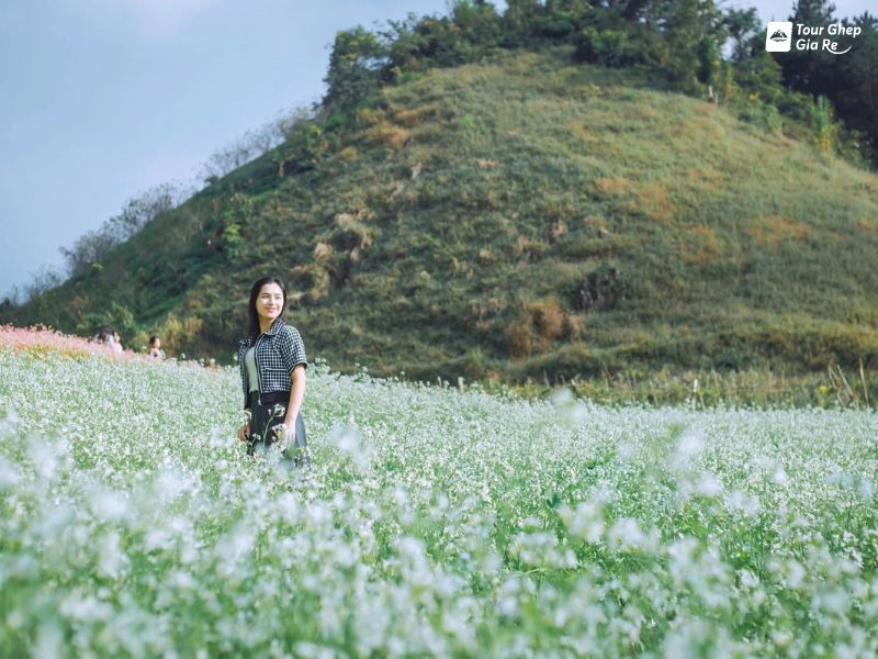 hoa-cai-trang-moc-chau-6.jpg (101 KB)