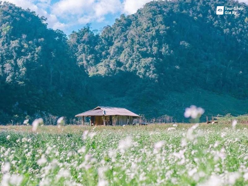 hoa-cai-trang-moc-chau-8.jpg (107 KB)