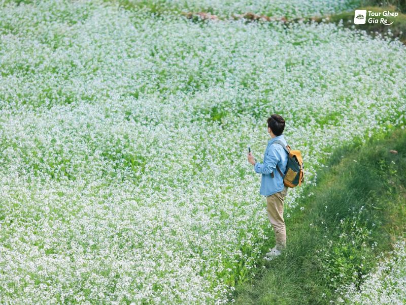 hoa-cai-trang-moc-chau-9.jpg (149 KB)