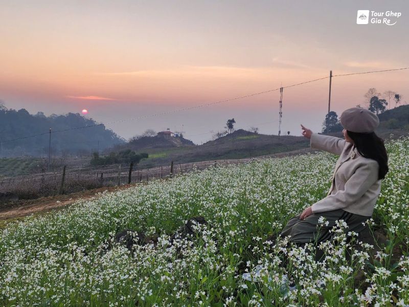 hoa-cai-trang-moc-chau-ban-pa-phach.jpg (112 KB)