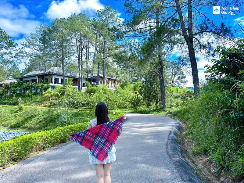 hoa-cai-trang-moc-chau-rung-thong-ban-ang.jpg (184 KB)