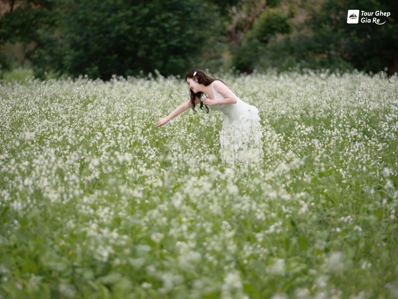 hoa-cai-trang-moc-chau-thi-tran-nong-truong-moc-chau.jpg (94 KB)