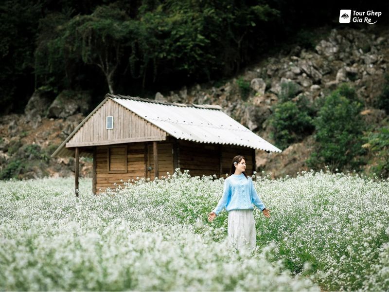 hoa-cai-trang-moc-chau-thung-lung-na-ka.jpg (111 KB)