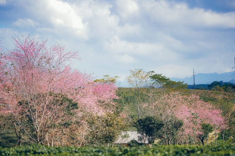 Hoa đào Mộc Châu - Sắc hồng báo hiệu xuân về trên Tây Bắc