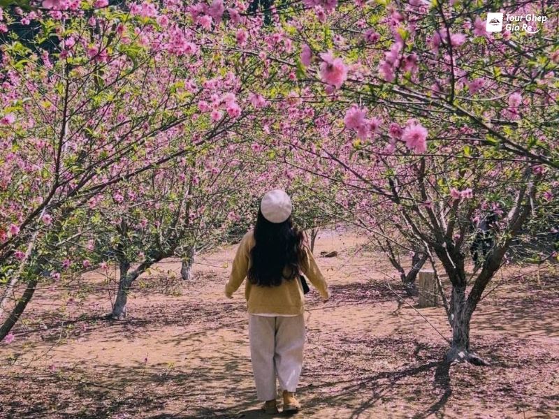 hoa-dao-moc-chau-11.jpg (181 KB)