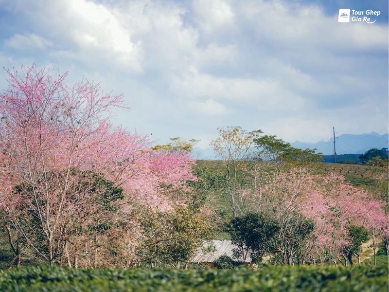 hoa-dao-moc-chau-2.jpg (114 KB)