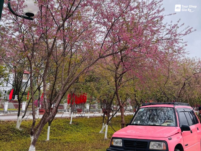 hoa-dao-moc-chau-5.jpg (187 KB)