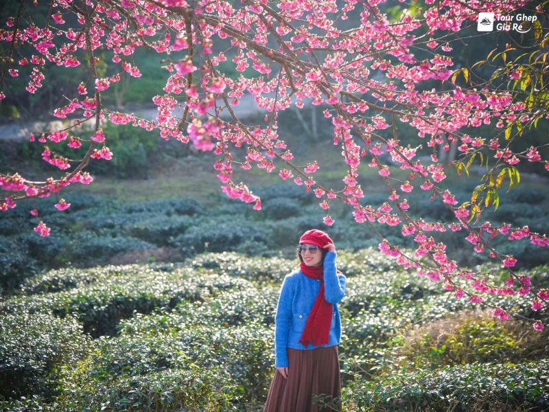 hoa-dao-moc-chau-8.jpg (157 KB)