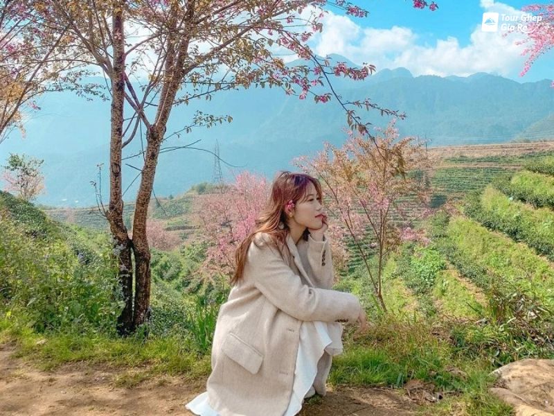 hoa-dao-moc-chau-9.jpg (133 KB)